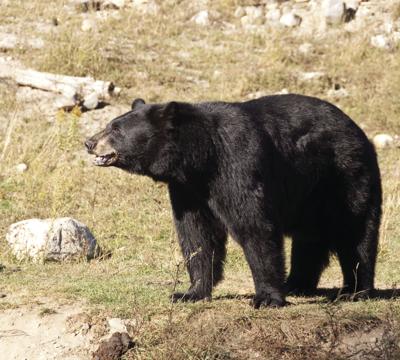 Black Bear (copy)