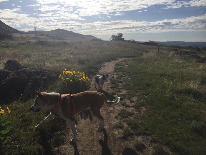 flowering trails