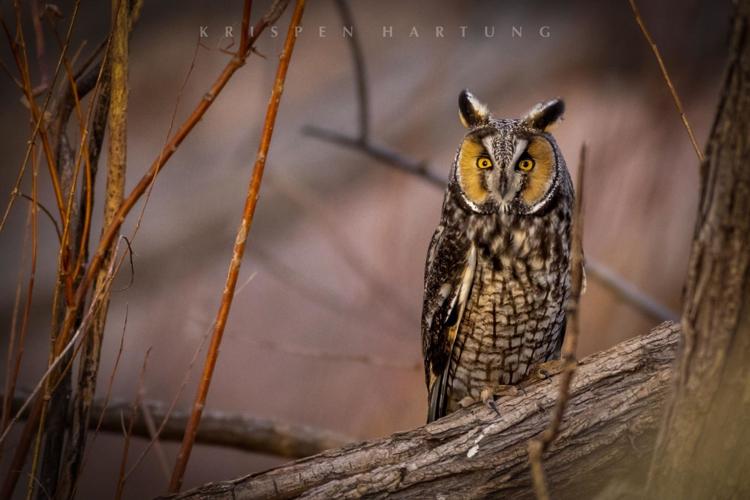 long-eared owl by Krispen Hartung.jpg