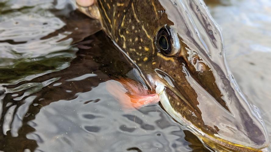 pike 1