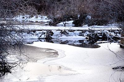 Forest Service Seeks Input On Grazing And Beaver Trapping