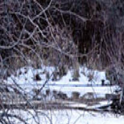 Forest Service Seeks Input On Grazing And Beaver Trapping
