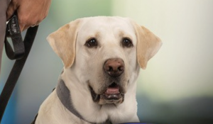 Pocatello Police Department's beloved K9 Frank passes away