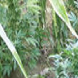 Marijuana found growing in cornfields south of Burley | Members |  idahostatejournal.com