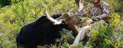moose