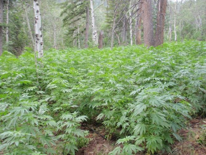 Pot grow site value tops $80 million, may be one of largest in state |  Members | idahostatejournal.com