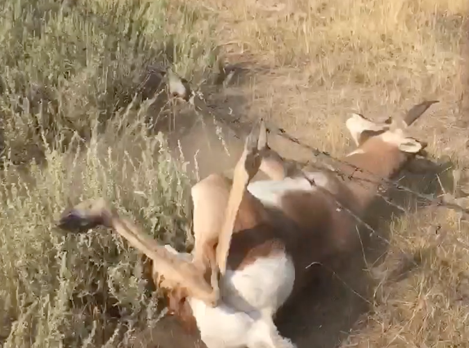 East Idaho man rescues antelope from barbed wire fence