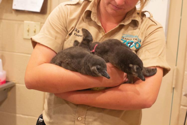 zoo penguins