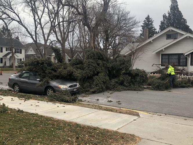 TREE FALL