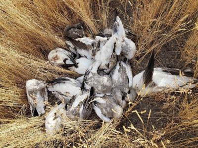 Snow geese
