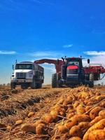 Growers see potential for solid potato market, with COVID as the wildcard