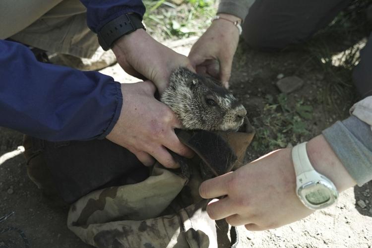 Marmots Climate Research