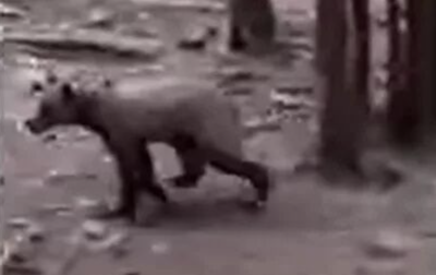 Grizzly cam