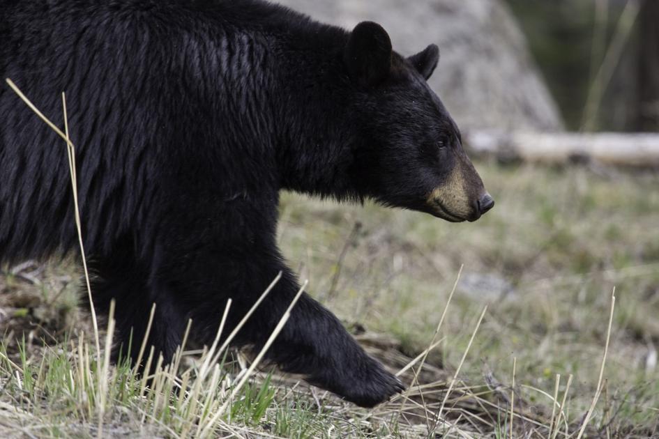 Bear spotted in Pocatello Xtreme Idaho