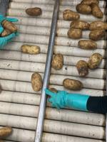 Idaho fresh potato shippers see potential but still hesitant regarding expanded access to Mexican market