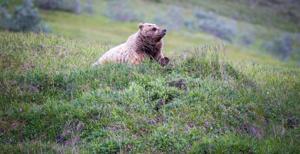 Trump administration plans to end ban on bear baiting in Alaska national preserves