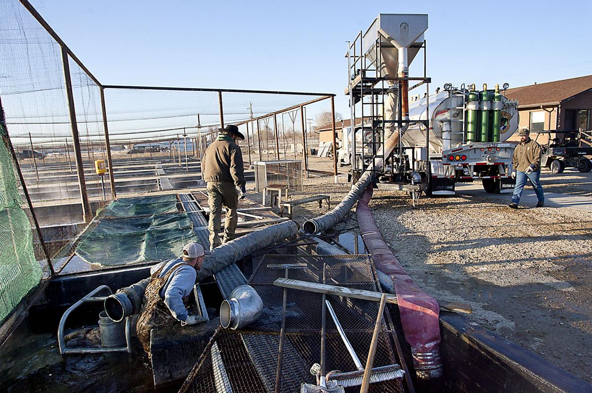 Fish n' shipped Idaho hatcheries raise 30M fish per year for