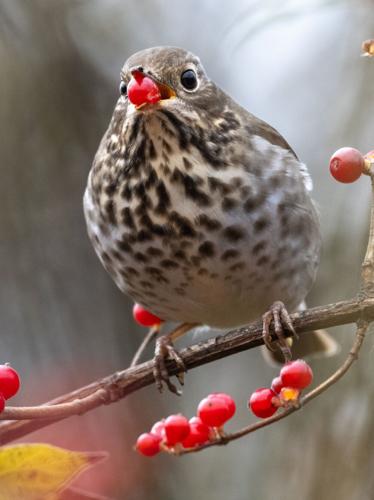 hermit thrush eating a honeysuckle berry by Terry Rich.jpg