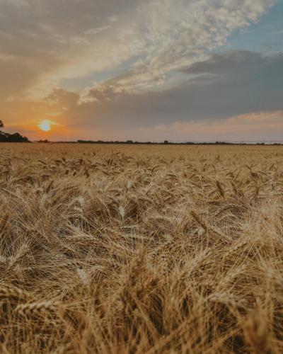Wheat goes 2