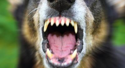 Infant seriously injured in dog attack