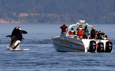 Southern Resident Orcas (copy)