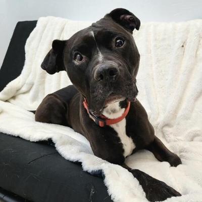 Pocatello Animal Services Adoptable dog