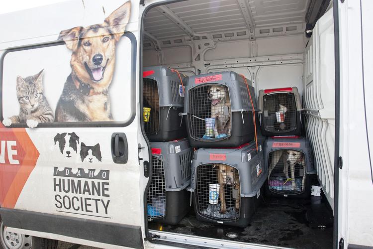 Shelter Dog Airlift