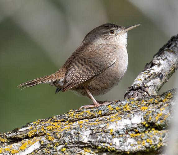 Northern house wren by Terry Rich.jpg
