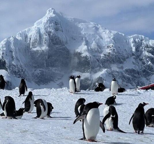Penguins