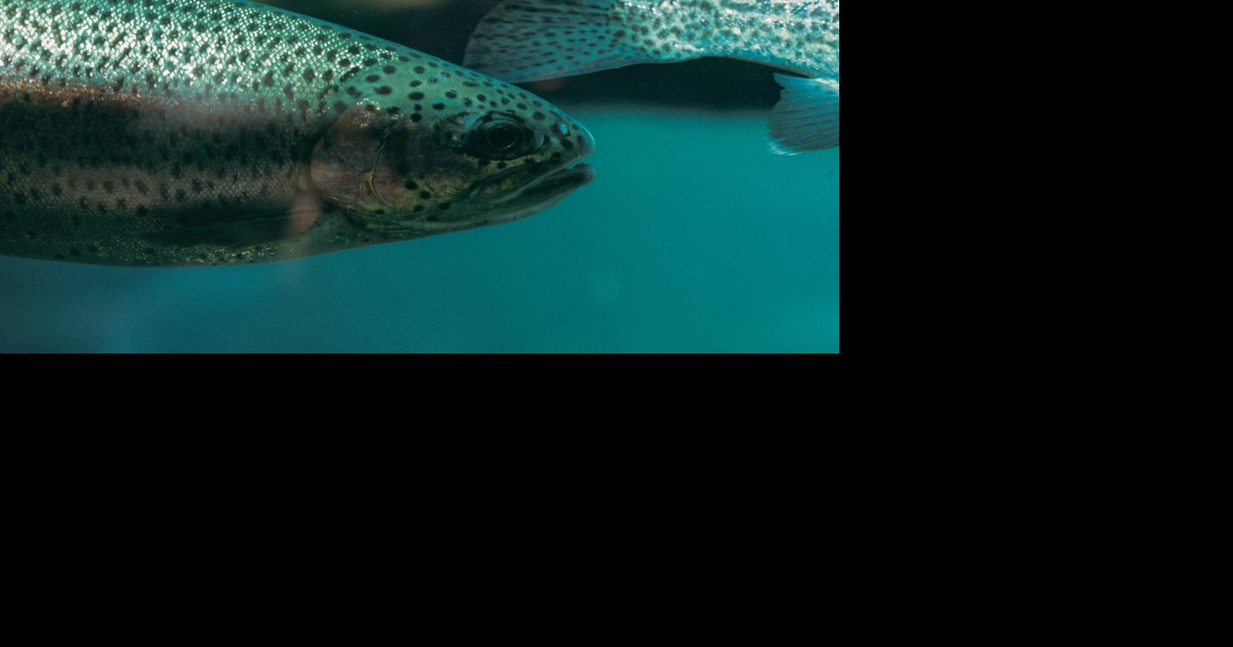 Fish die-offs likely as drought and rising temperatures stress Idaho waterways