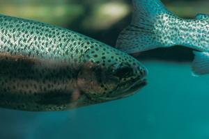 Fish die-offs likely as drought and rising temperatures stress Idaho waterways