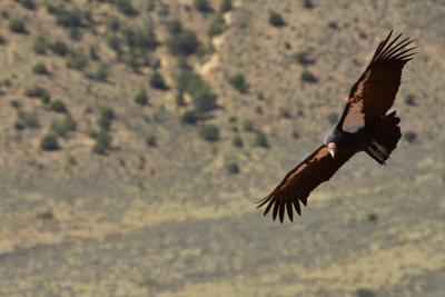 California condor