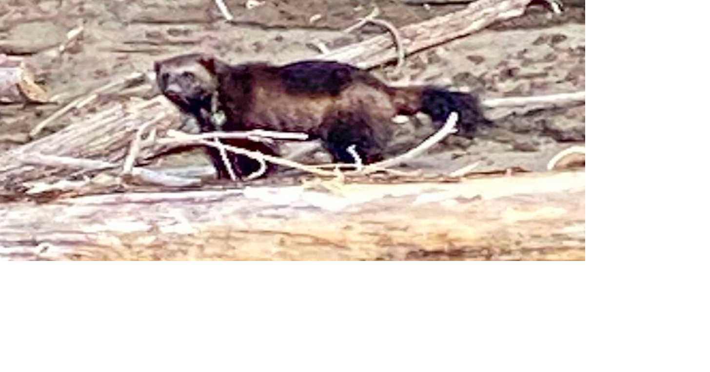 First wolverine sighting in decades near Portland Freeaccess