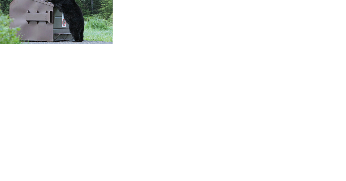 Bear roaming East Idaho city proving difficult to capture - Vimarsana News