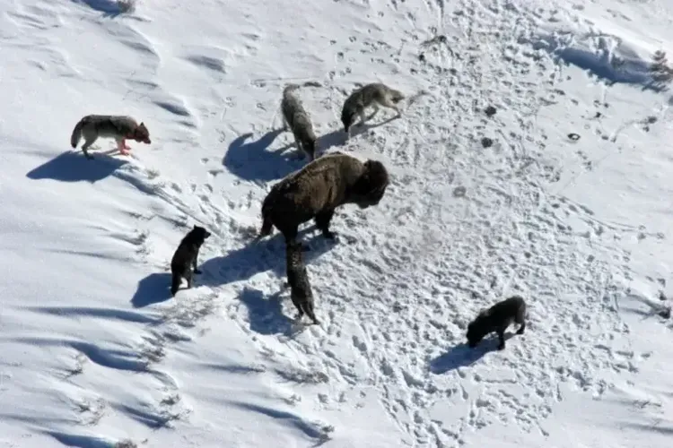 Mollie's pack