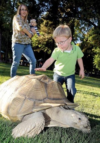 Tortoise