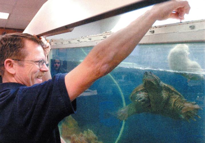 Crosland turtle