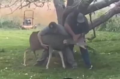 Deer tangled in hammock
