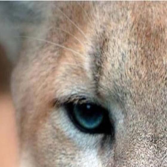 26 More People Come Forward With Mountain Lion Sightings in NJ