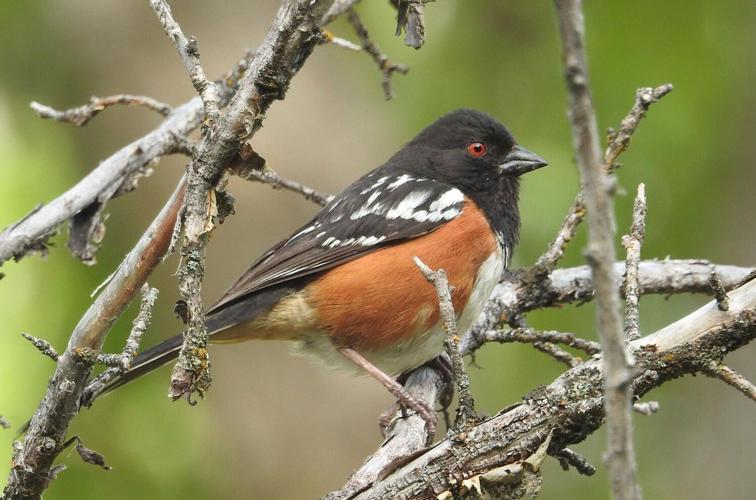 spotted towhee by Mary Miller Rumple.jpg
