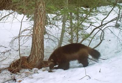 Wolverine
