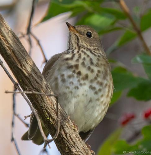 hermit thrush by Ceredig Roberts.jpg