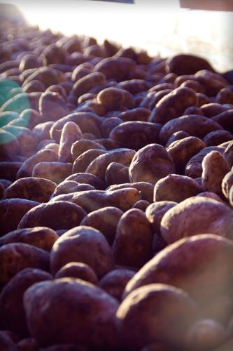 Tiede Farms potatoes