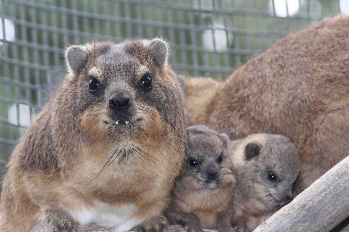 I.F. zoo welcomes zebra foal, rock hyrax pups | Members