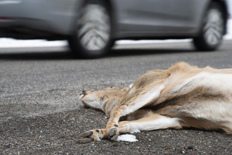 Wildlife crossing