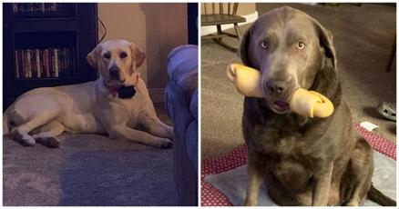 Local couple offering $1,000 reward after two canine companions found dead of suspected poisoning - Vimarsana News