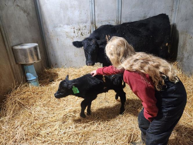 Thomson family -young cow with new calf