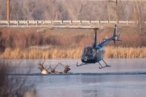 Frozen in time: Local wildlife photographer documents elk rescue from icy pond