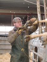 Elba hoof trimmer helps cows put their best foot forward