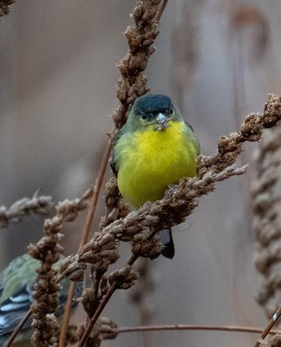 lesser goldfinch eating seeds of chicory.jpg